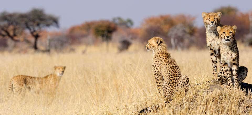 Geparden - Reisetipp Namibia